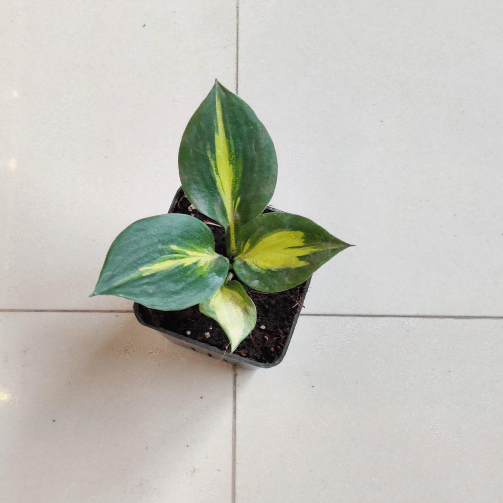Small variegated Hosta plant with dark green and yellow leaves growing in a black nursery pot on a white tile floor.