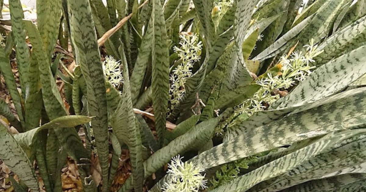 Cluster of snake plant flowers blooming among tall green leaves in an outdoor garden setting.