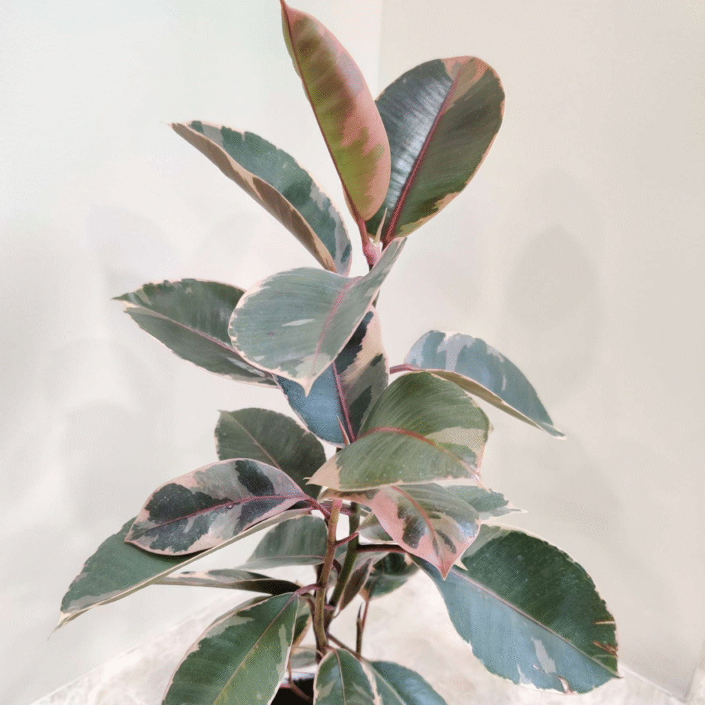 Variegated rubber plant (Ficus Elastica Tineke) with green, pink, and cream leaves, ideal for indoor decor.
