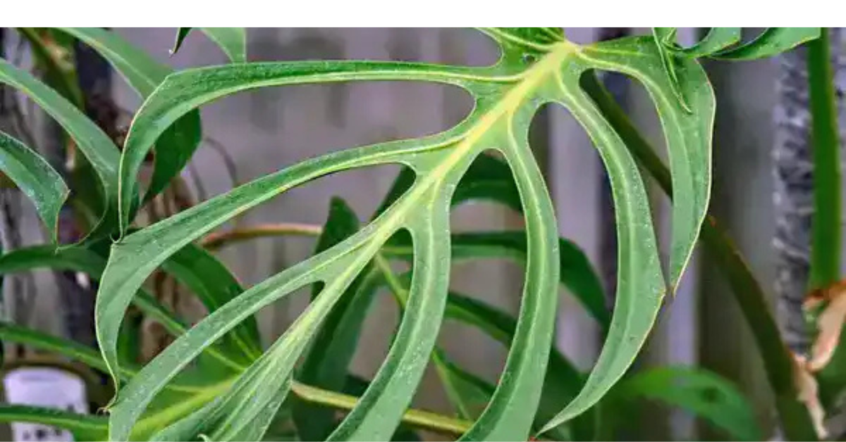 Close-up of Monstera Burle Marx Flame leaf showing natural fenestration and flame-shaped pattern