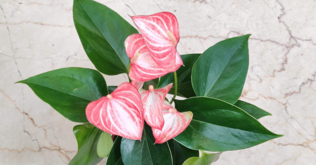 Beautiful Pink Anthurium houseplant showing heart-shaped pink blooms and green foliage