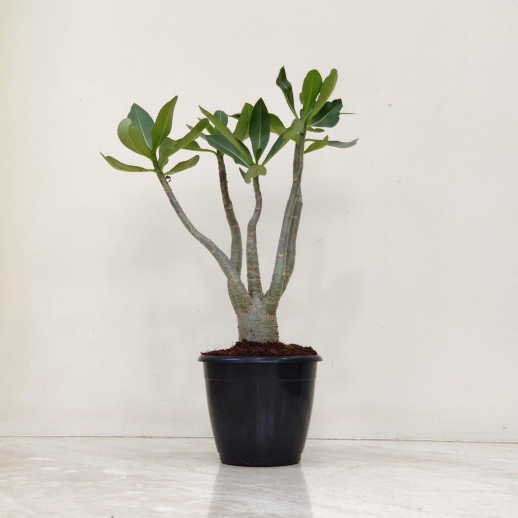 Desert Rose (Adenium obesum) plant with a thick caudex and green leaves in a black pot, suitable for indoor or outdoor succulent gardens.