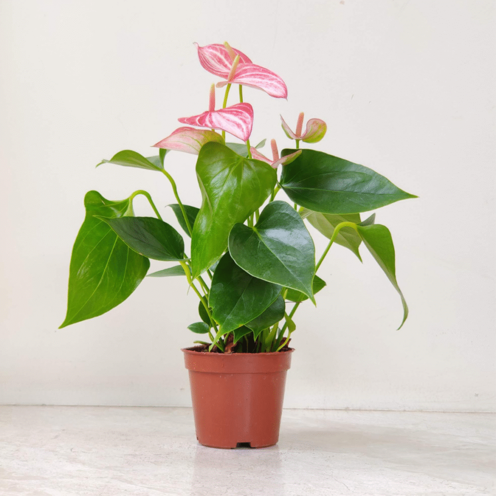 Indoor Pink Anthurium plant adding tropical elegance with bright pink flowers and lush green leaves