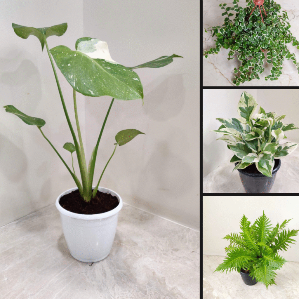Beautiful collection of indoor plants including Monstera, fern, and variegated foliage plants—perfect for beginner indoor gardeners to purify air and enhance home décor.