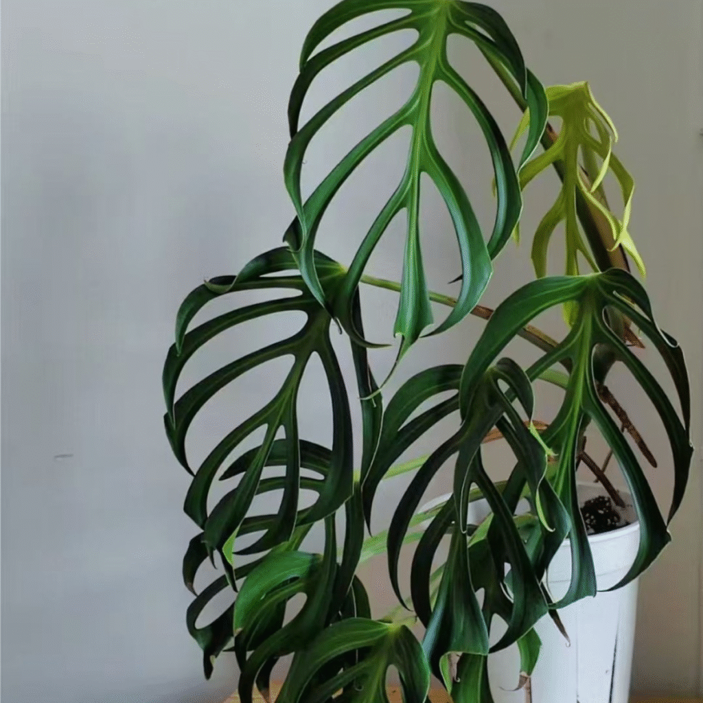 Monstera Burle Marx Flame with deeply fenestrated flame-shaped leaves in a white pot indoors.