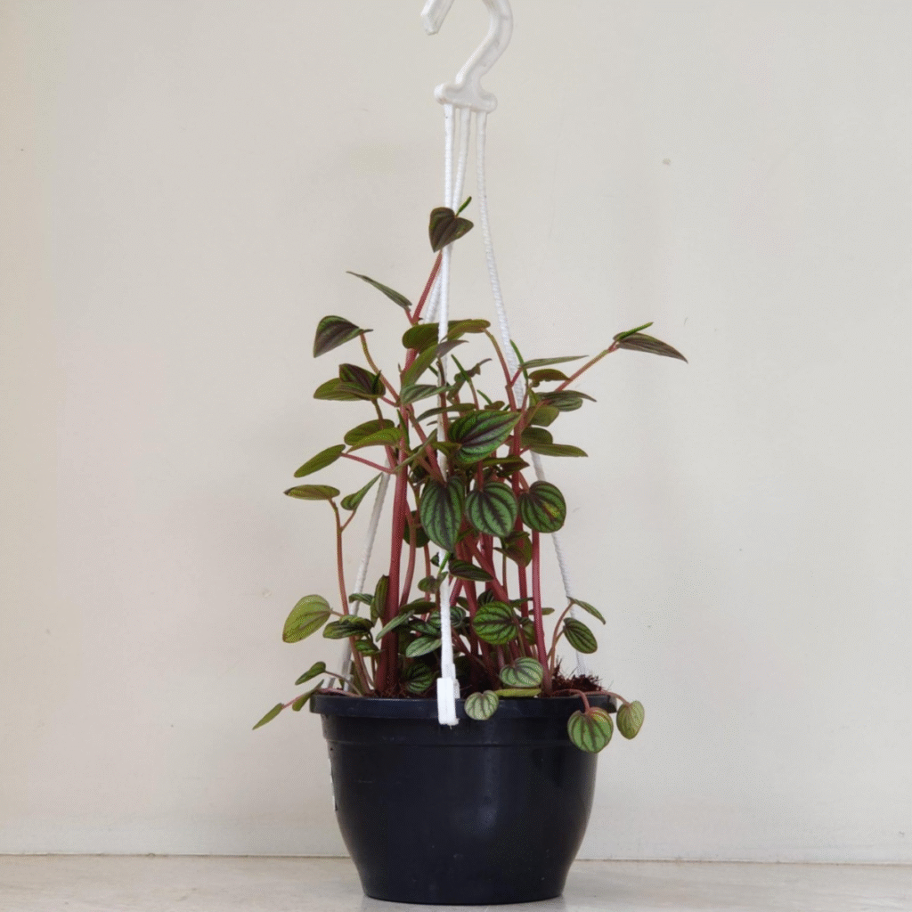 Peperomia Piccolabanda plant also known as Peacock Peperomia growing in a black hanging pot with red stems and patterned green leaves