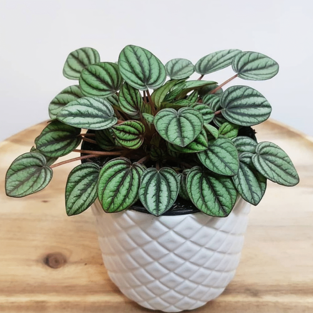 Peperomia Piccolabanda also known as Peacock Peperomia in a white pot with silvery-green leaves and red stems, perfect indoor houseplant
