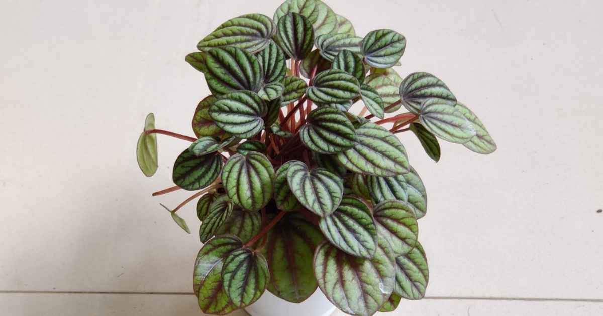 Peperomia Piccolobanda houseplant showing its striped green and burgundy leaves with red stems.