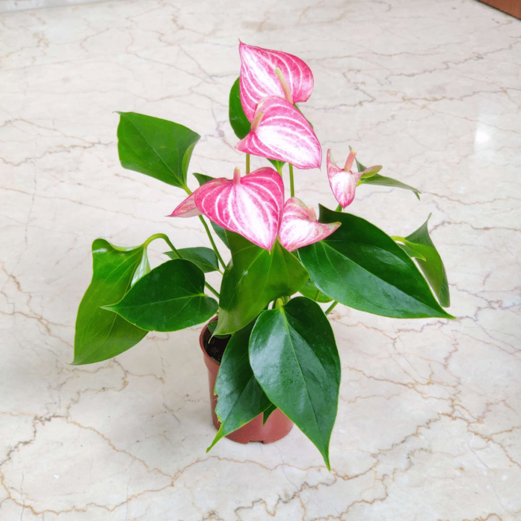 Pink Anthurium plant with glossy green leaves and vibrant pink spathes on marble surface