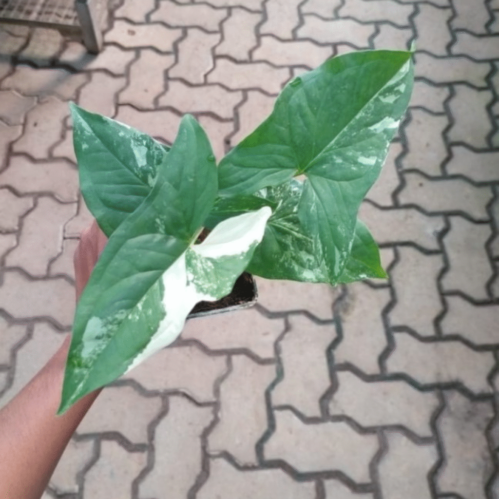 Healthy Syngonium Variegated arrowhead vine growing indoors with bright foliage