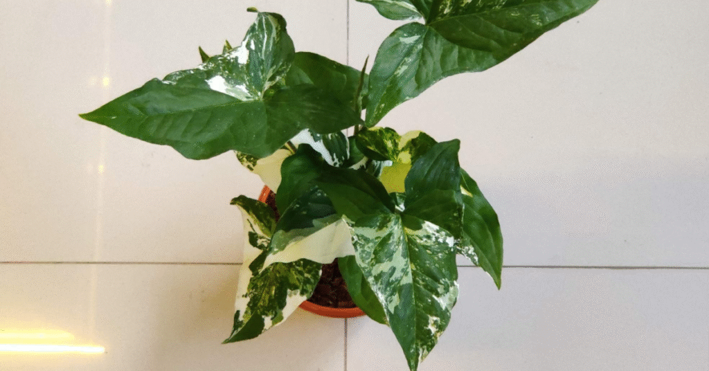 Indoor Syngonium Variegated plant showing vibrant variegated leaves in natural light