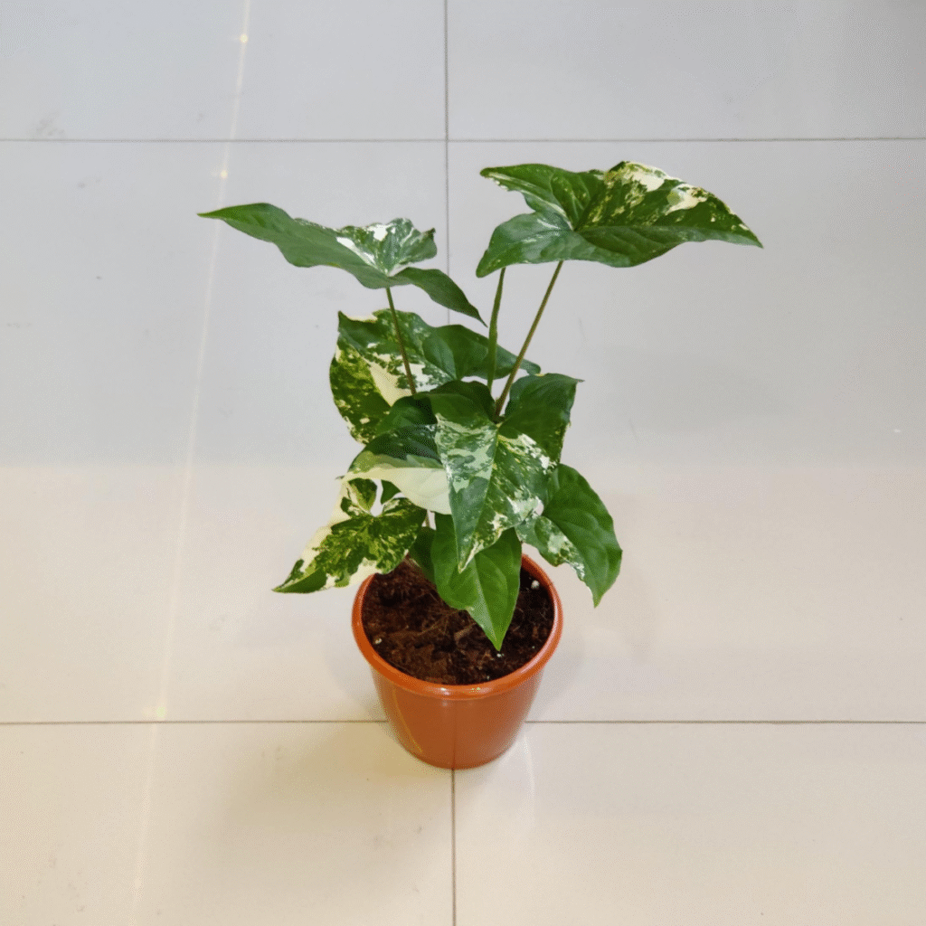 Syngonium Variegated plant with green and white variegated leaves in a brown pot