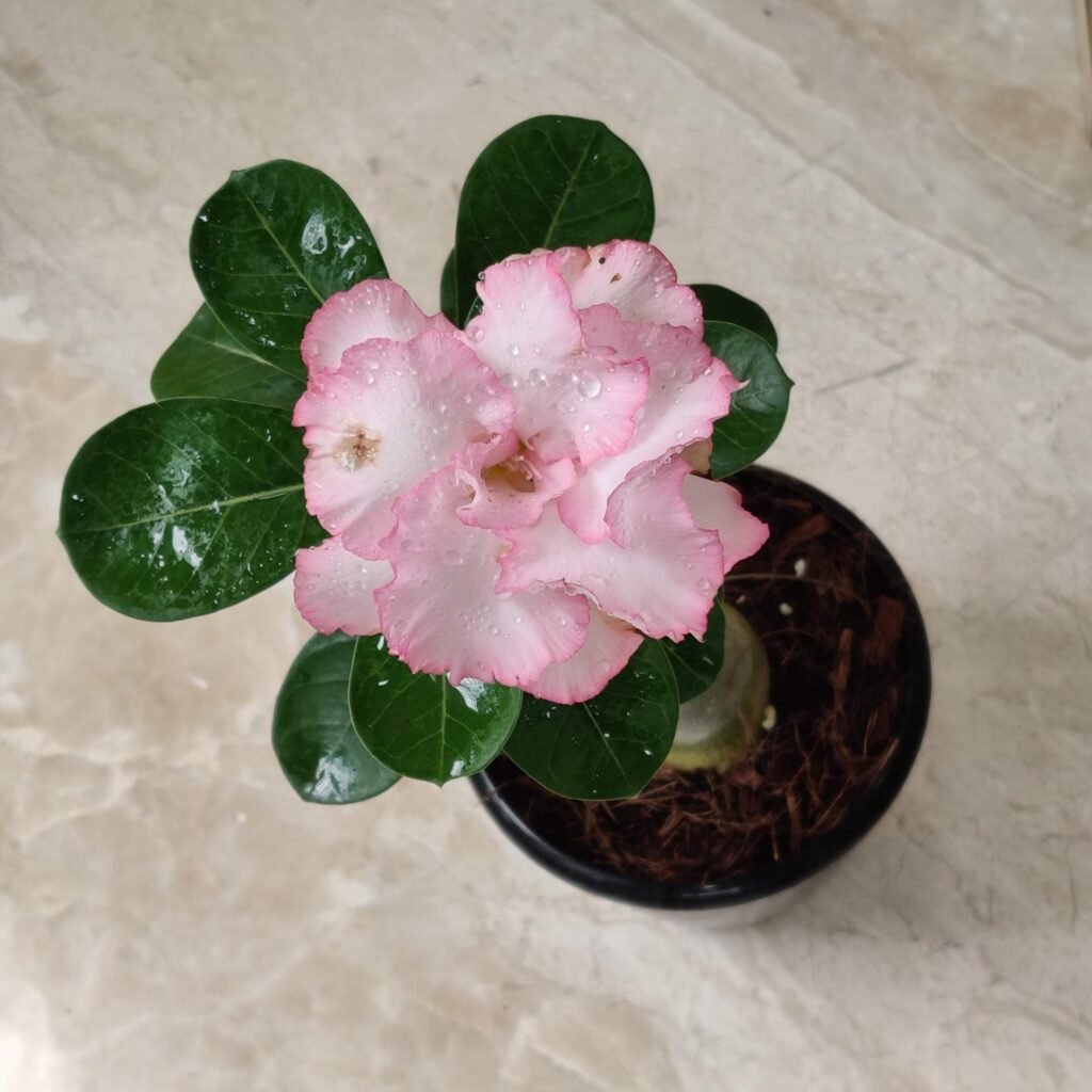 Soft pink and white Desert Rose (Adenium) flower blooming in a pot