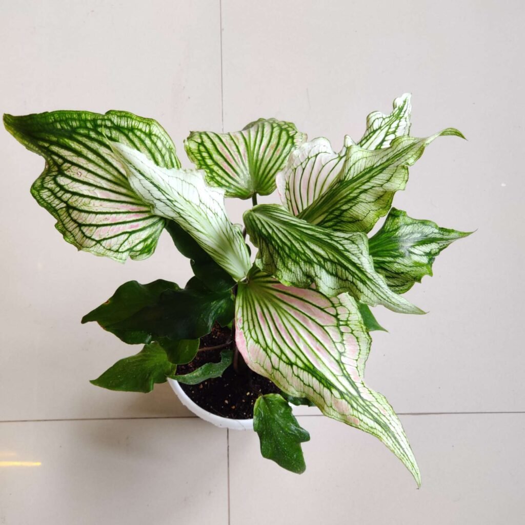 Overhead view of a Caladium 'Debutante' houseplant in a white pot, displaying large, variegated leaves with prominent white and pink stripes against dark green venation and edges.