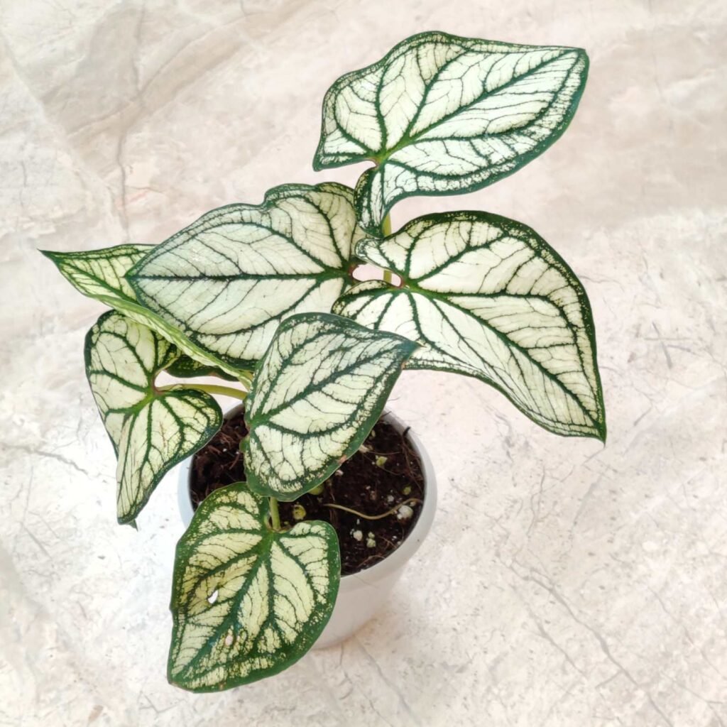 Caladium 'Green Thumb Thai' houseplant in a white pot, featuring brilliant white leaves with prominent, contrasting dark green venation and a green border.