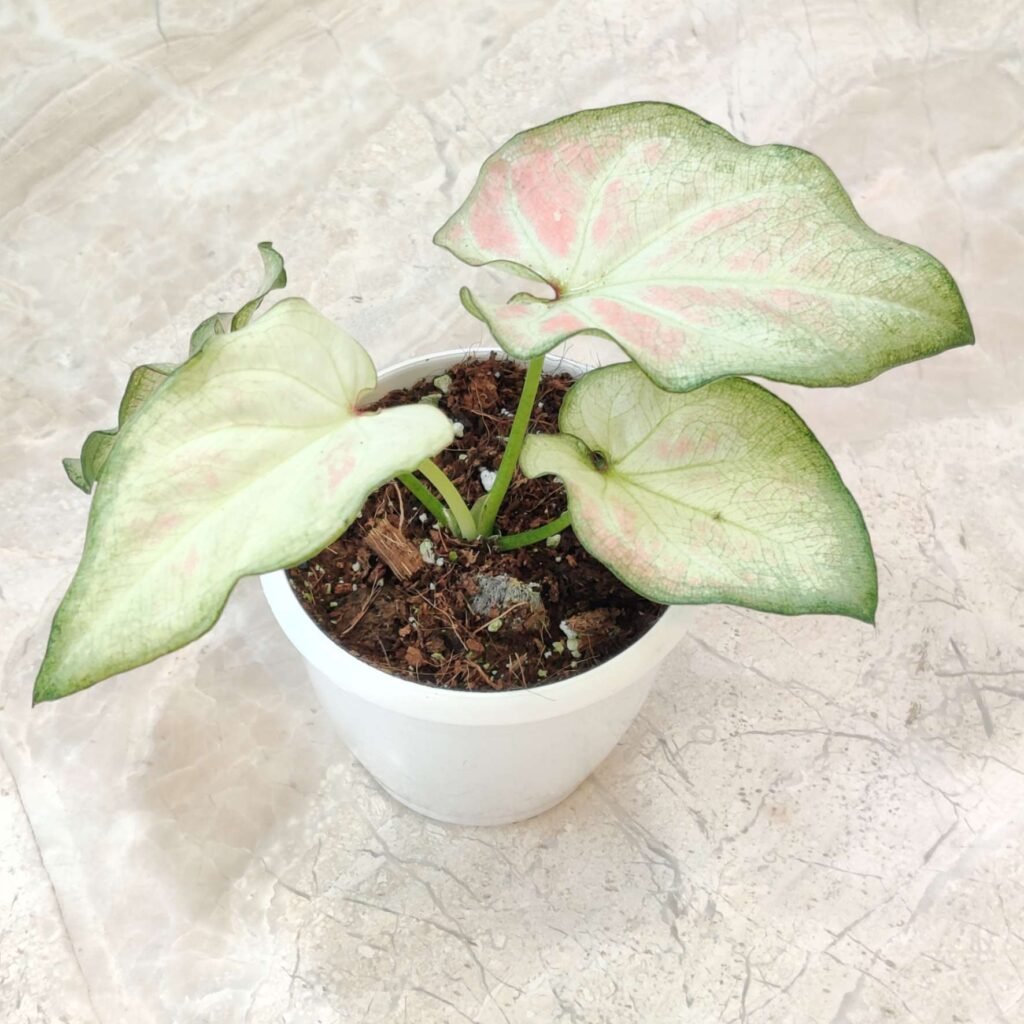 Caladium White Star houseplant in a white pot, featuring large white leaves with subtle pink veins and green edges on a marbled surface.