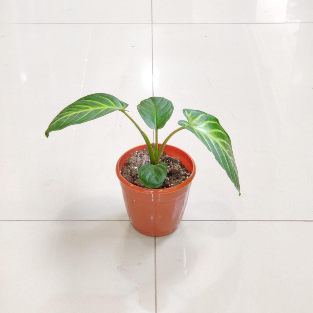 Caladium (Xanthosoma lindenii) potted indoor houseplant showing healthy green leaves with white veins