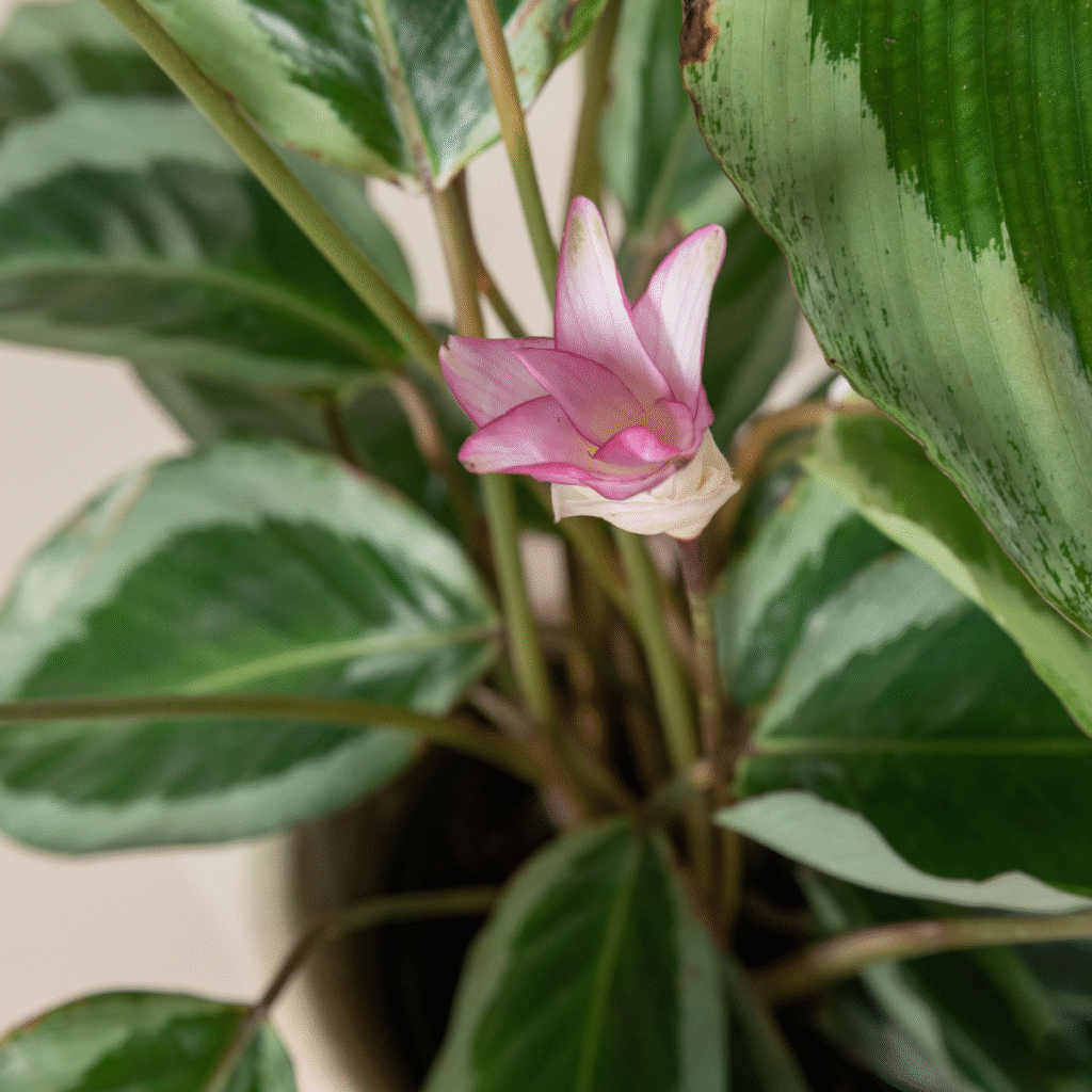 Pink Calathea flower blooming among green variegated leaves in a houseplant setting.