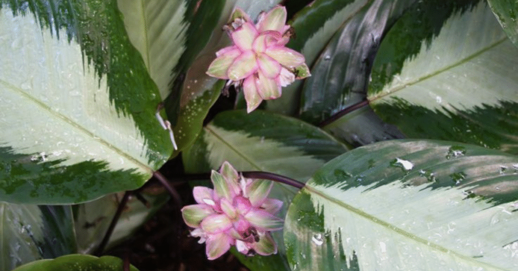 Two pink Calathea Margarita flowers emerging above large variegated green leaves with water droplets.