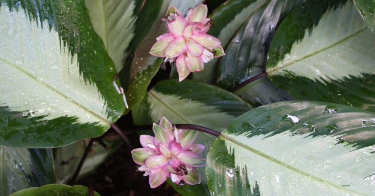 Two pink Calathea Margarita flowers emerging above large variegated green leaves with water droplets.