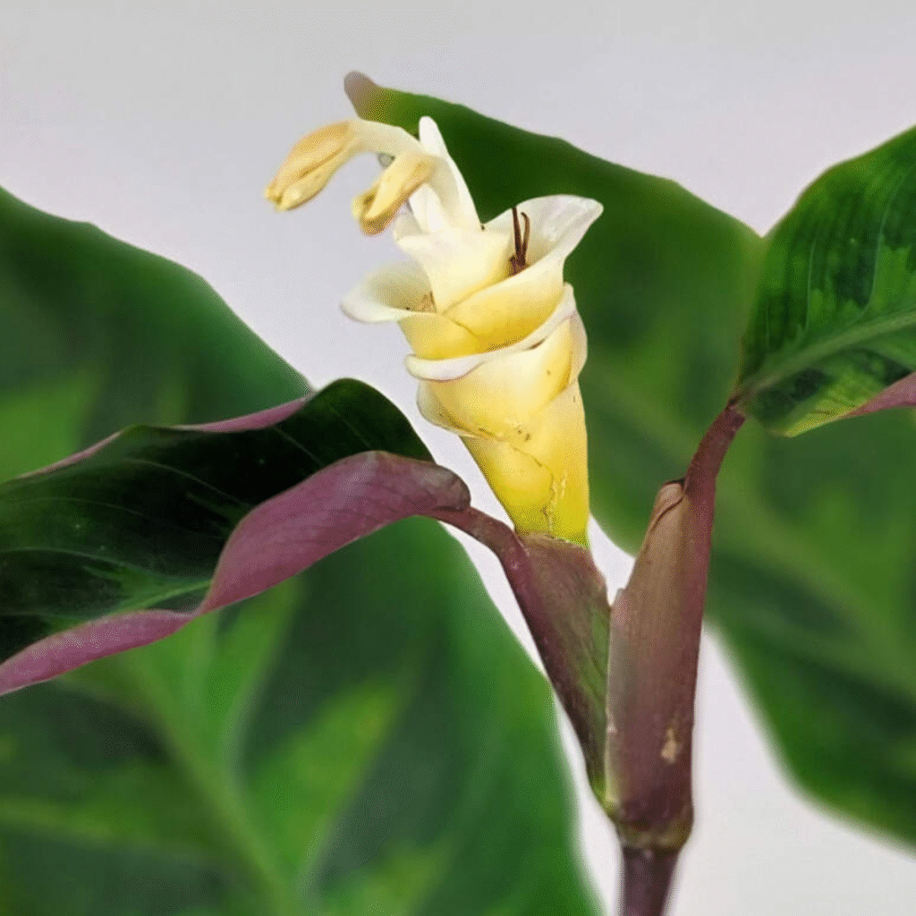 Yellow Calathea flower spike with white petals growing above dark green and purple leaves.