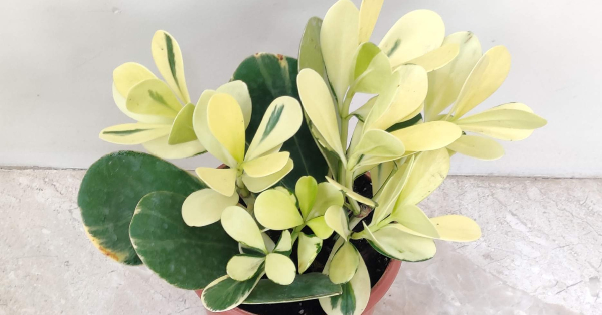 Clusia Rosea Variegated houseplant with glossy cream-green leaves in pot, tropical indoor plant care guide