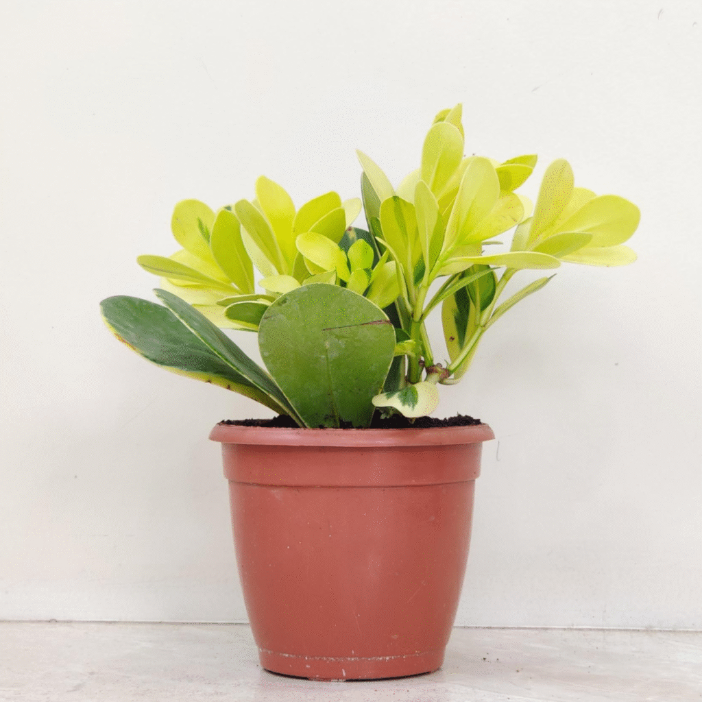 Clusia Rosea Variegated indoor plant in brown pot with glossy variegated foliage, ideal for modern home décor