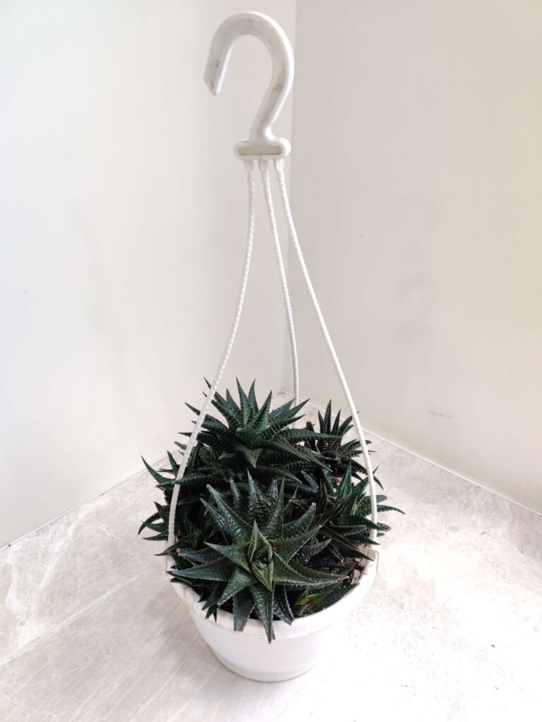 Hanging pot of Haworthia succulent plants in a white container on marble surface