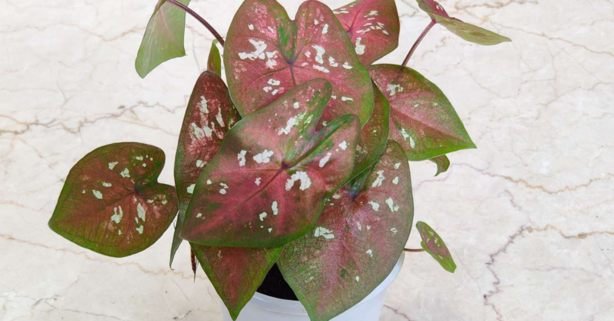 A vibrant Caladium plant in a white pot, featuring deep red leaves with green margins and white speckles, illustrating the results of **How to Grow Caladium Plants successfully.