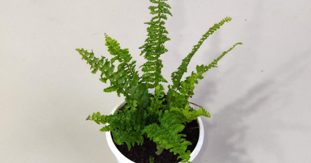 Indoor Maidenhair Fern houseplant with fresh green fronds