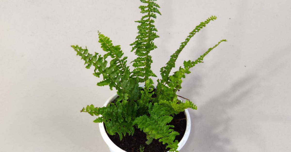 Indoor Maidenhair Fern houseplant with fresh green fronds
