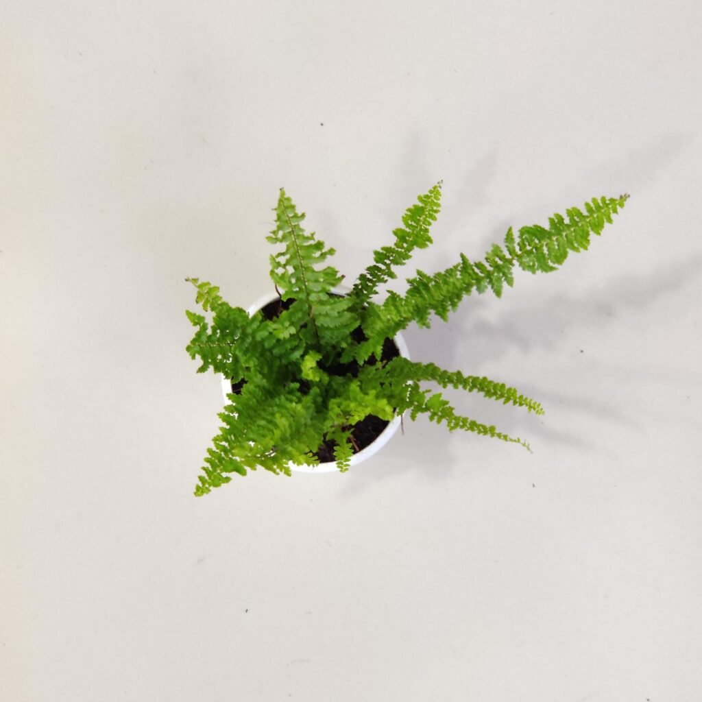Small Maidenhair Fern plant in a white pot for indoor home décor