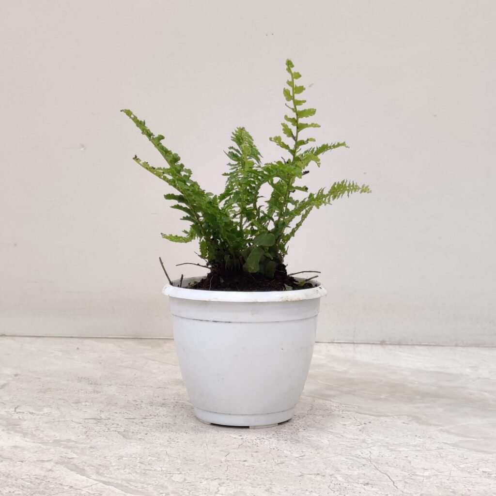 Healthy indoor Maidenhair Fern (Adiantum) growing in a white planter