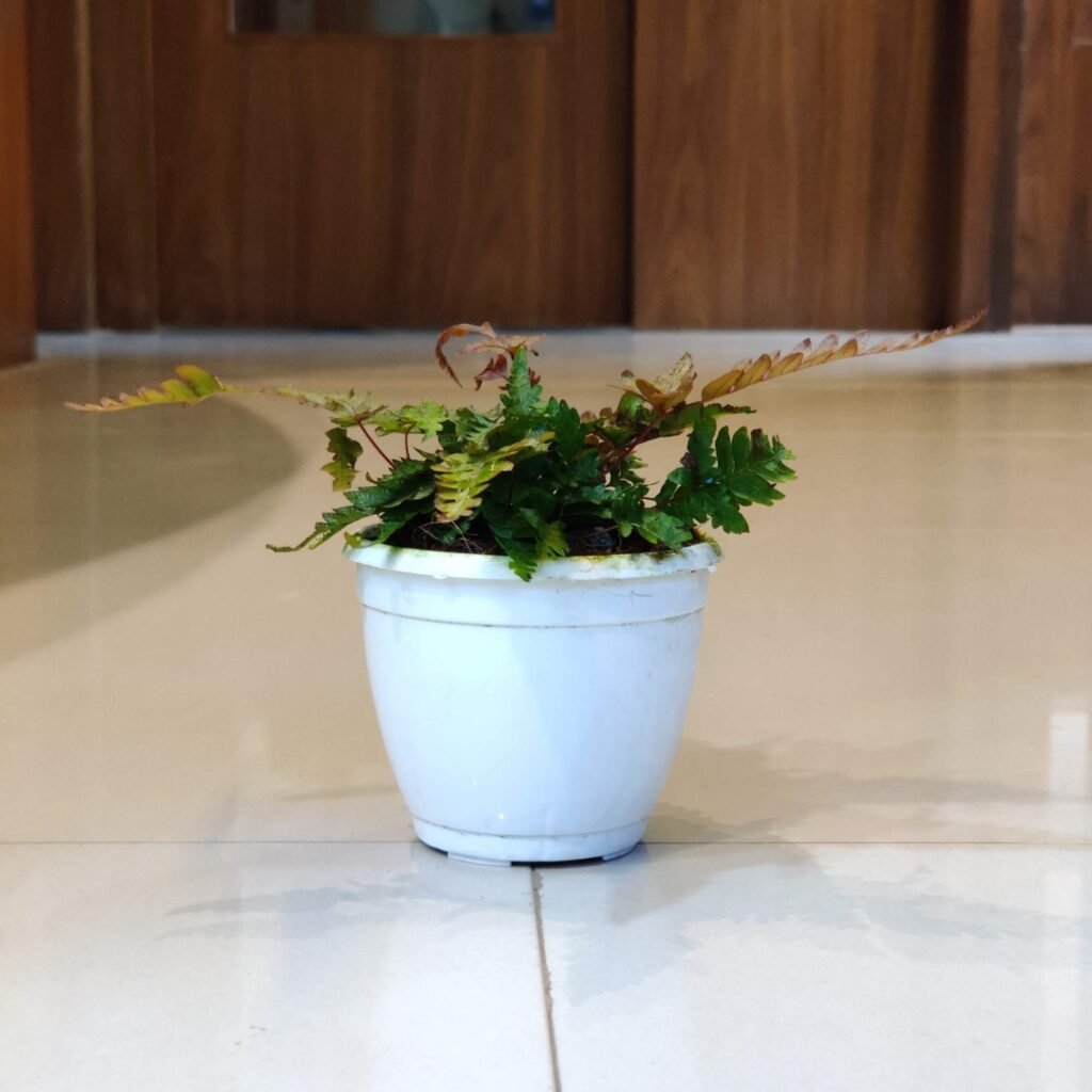 Painted Brake Fern showing vibrant tricolor foliage in an indoor setting