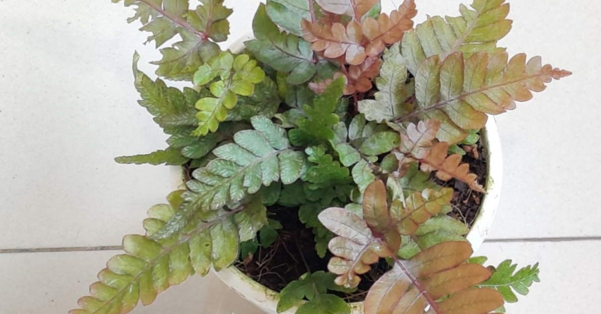 Pteris Tricolor Fern with red and green leaves growing in pot on white tiled floor