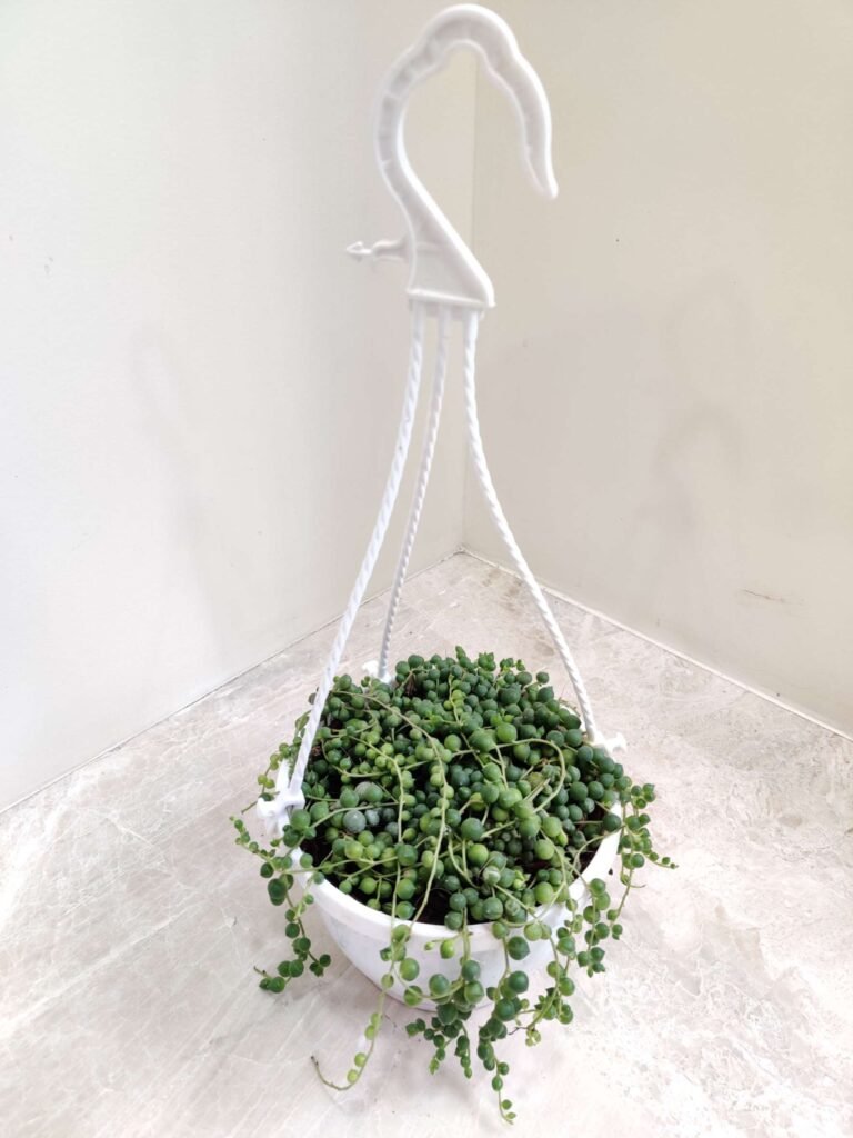 String of Pearls succulent plants trailing from a white hanging pot on marble surface