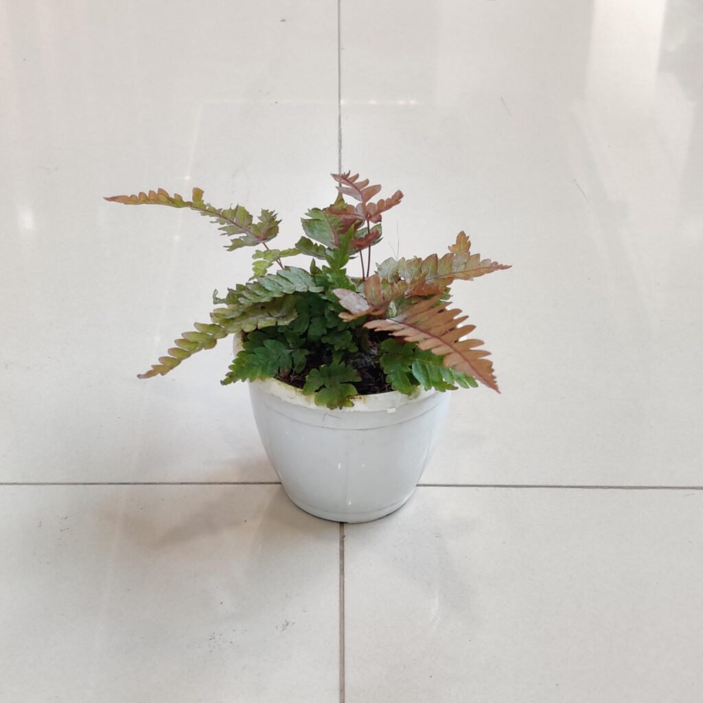 Tricolor Fern (Pteris quadriaurita) indoor plant with bronze and green fronds in a white ceramic pot
