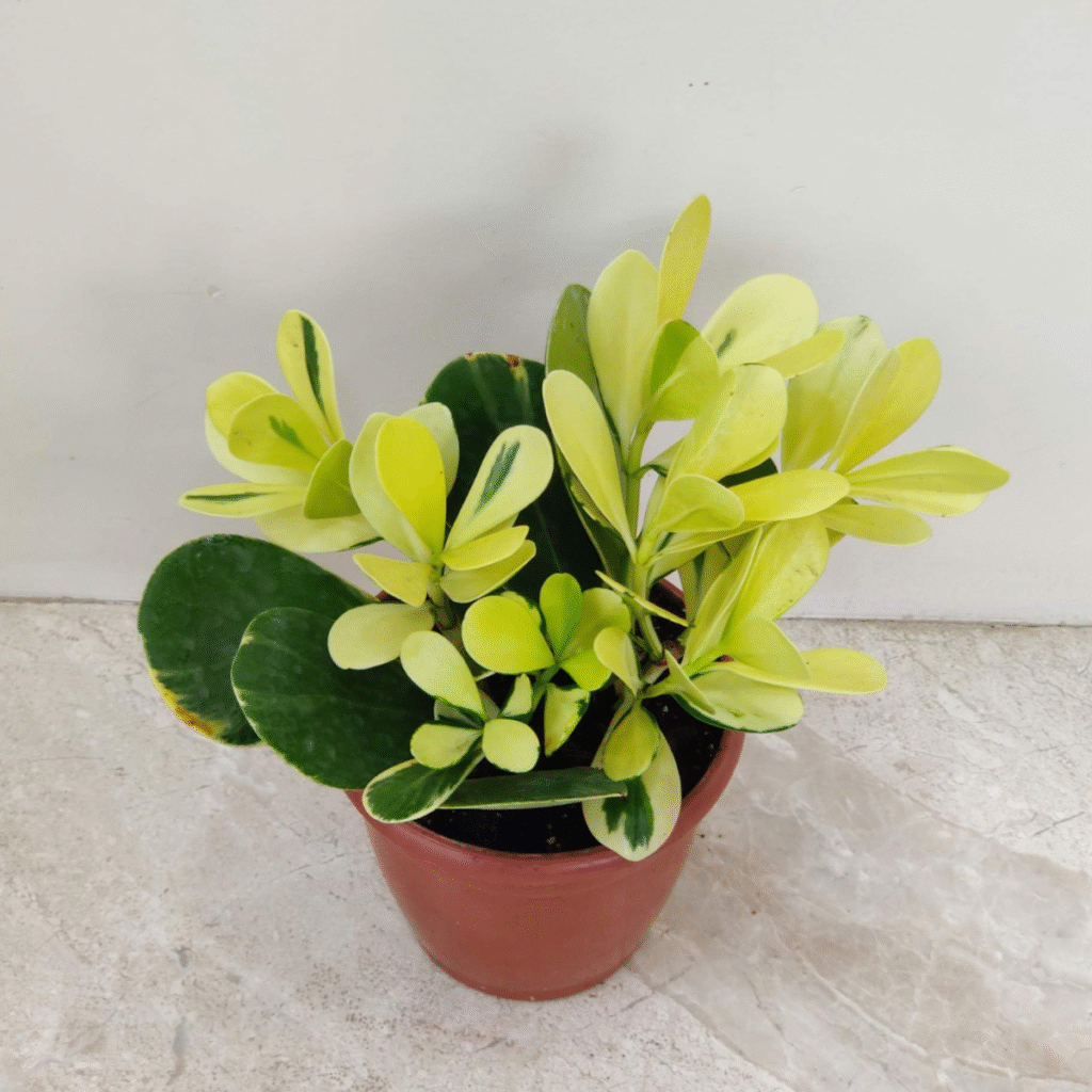 Variegated Autograph Tree Clusia Rosea with yellow and green variegated leaves, tropical decorative plant