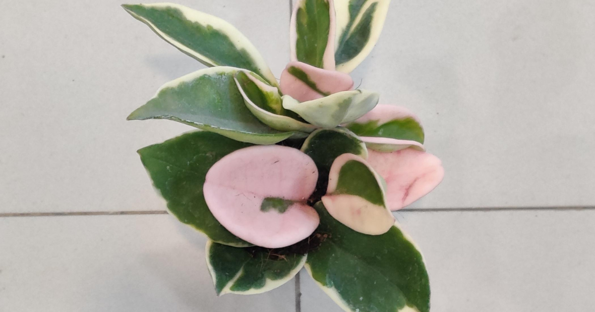 Hoya Carnosa ‘Tricolor’ variegated wax plant with colorful foliage