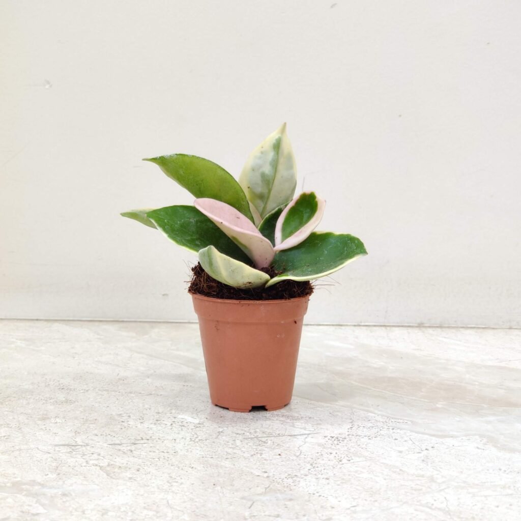 Healthy Variegated Hoya Carnosa ‘Tricolor’ with pink and cream leaves
