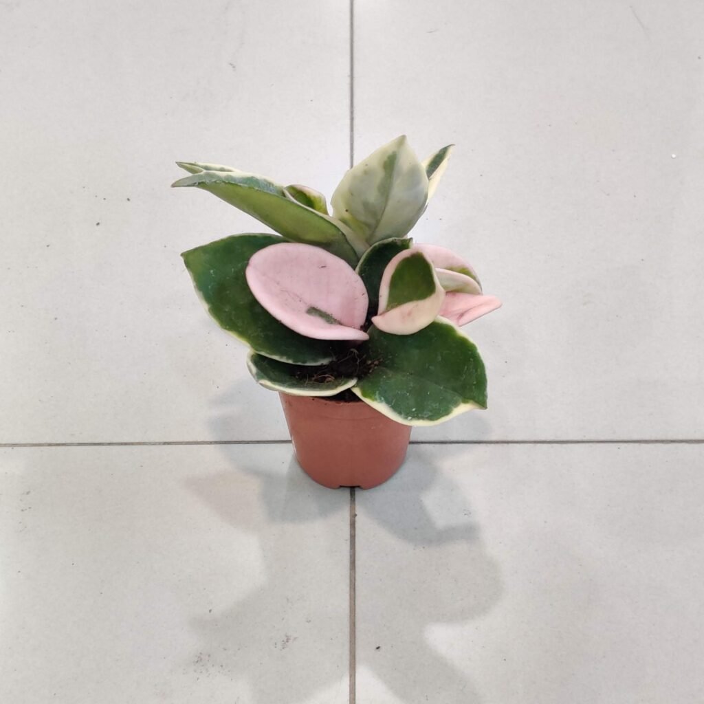 Variegated Hoya Carnosa ‘Tricolor’ live plant in nursery pot