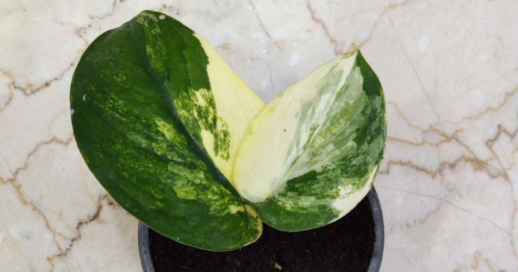 Small Scindapsus Jade Satin Variegated houseplant for indoor growing