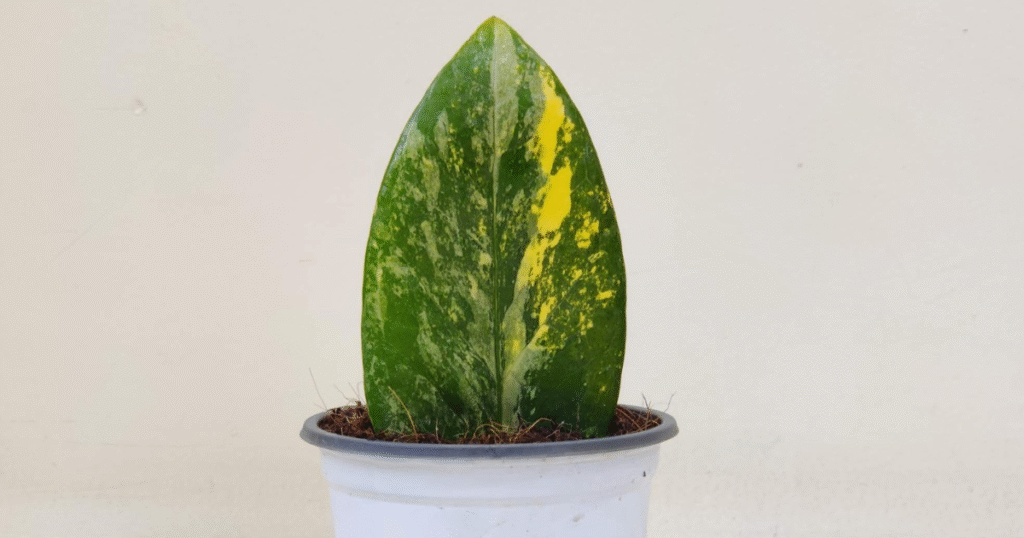 Indoor Zamioculcas Zamiifolia Variegata growing in white pot