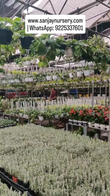 🌿 Your trusted indoor plants nursery for healthy, beautiful greenery
Perfect plants for home & office décor
 www.sanjaynursery.com
| WhatsApp: 9225337601
#IndoorPlantsNursery #IndoorPlants #explore #viralreels #HomeDecorPlants reelkrofeelkro❤️reelitfeelit