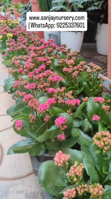 💧 Watering plants is my therapy 🌿
 www.sanjaynursery.com
| WhatsApp: 9225337601
#PlantTherapy #viralreels #IndoorPlants #PlantLovers#explorepage✨