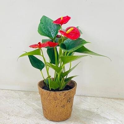 Anthurium indoor plant in eco-friendly pot for corporate plant gifting and client appreciation