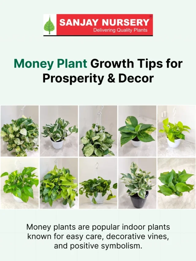 Money Plant Growth Tips for Prosperity & Decor