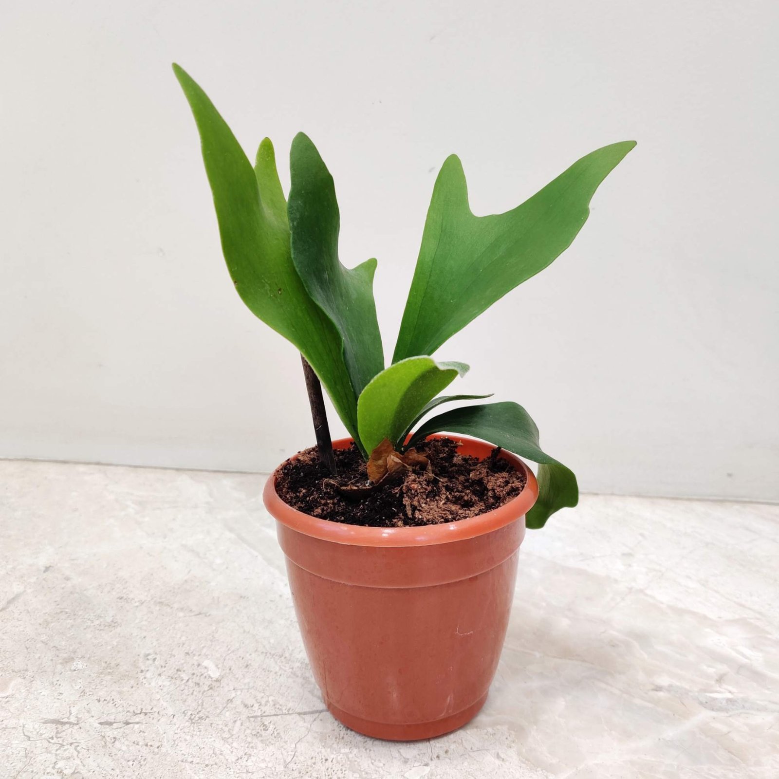 Staghorn Fern tropical indoor plant with antler shaped leaves