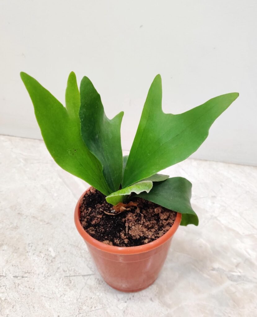 Staghorn Fern (Platycerium bifurcatum) indoor plant growing in nursery pot