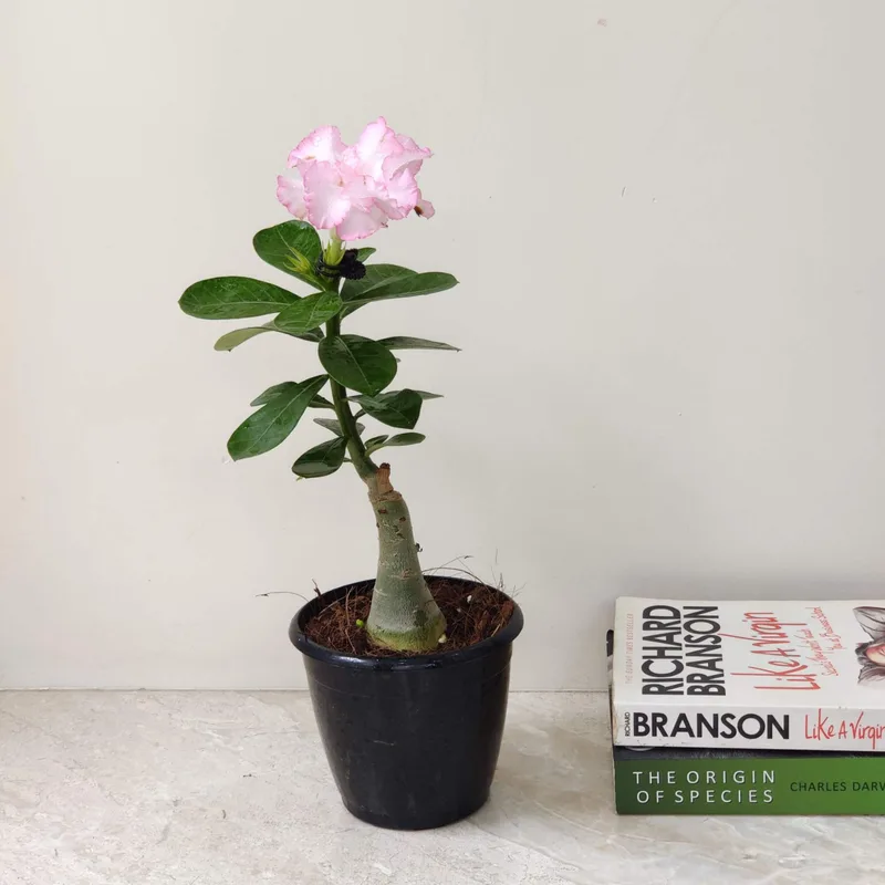 Adenium 12 cm pot [ All Mix Colours Available ]